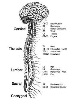 Multiple Sclerosis