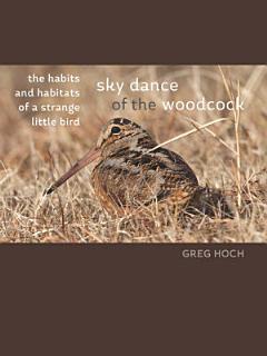 Sky Dance of the Woodcock