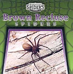 Brown Recluse Spiders