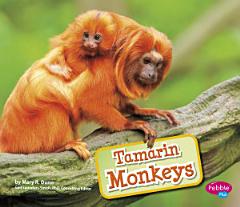 Tamarin Monkeys