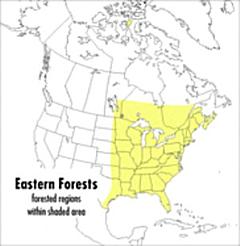 A Field Guide to Eastern Forests, North America