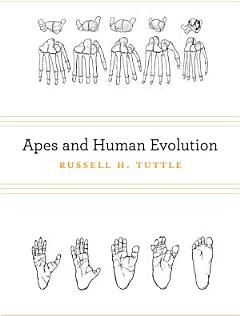 Apes and Human Evolution