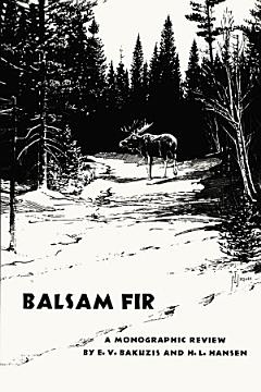 Balsam Fir