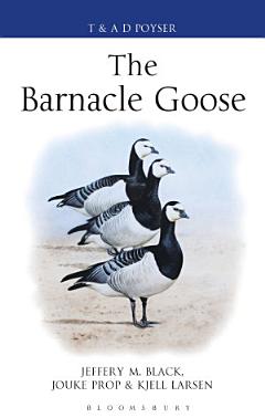 The Barnacle Goose